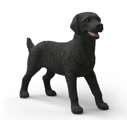 Labrador Retriever femelle noir Labrador Retriever femelle noir